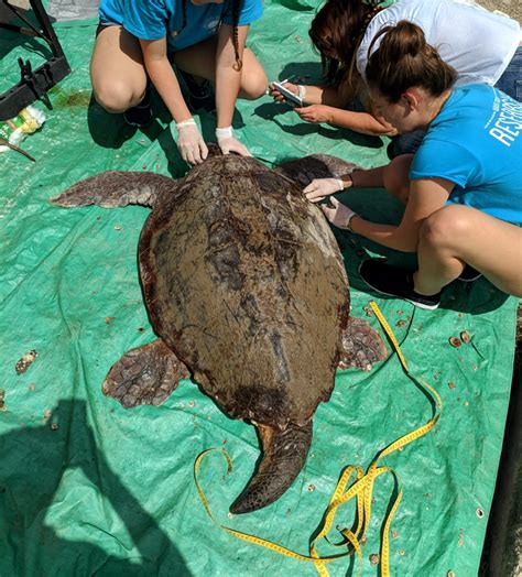 Sanibel island is monitored by the sanibel captiva conservation foundation (sccf) who determined that during the 2016 nesting season, 634 loggerhead nests were laid on the. May 2019 - Mating season frenzy | wildlifesense.com