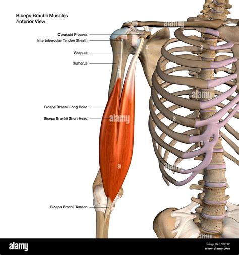 Biceps Brachii Hi Res Stock Photography And Images Alamy