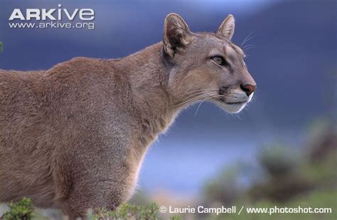 Cougar Animals Wiki Fandom
