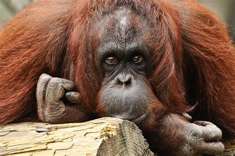 Female Orangutan Photograph By Evelyn Peyton Fine Art America