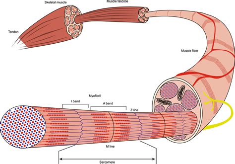 The Structure Of Skeletal Muscle Striated Muscle Fiber Consists Of