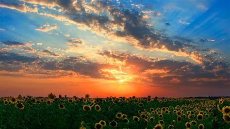 Sunset Sunflowers Wallpapers Hd Desktop And Mobile