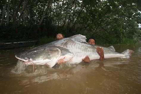 Big Catfish Catfish Monster Fishing