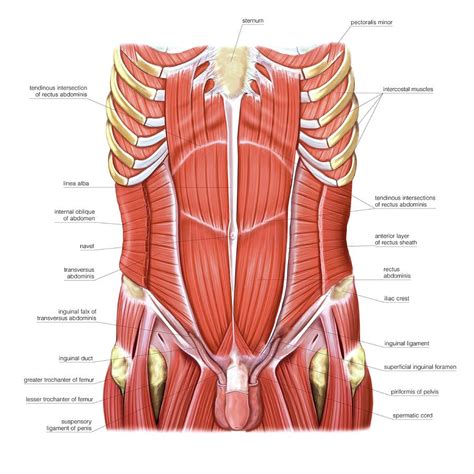 Anatomy Abdomen Muscles Anatomy Diagram Book