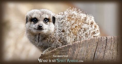 Meerkat Symbolism And Meaning Meerkat Spirit Totem And Power Animal