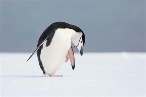 Chinstrap Penguin Smithsonian Photo Contest Smithsonian Magazine