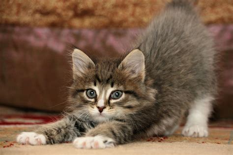 A bored cat is a destructive cat. Comment rendre propre un chat ? | Pratique.fr