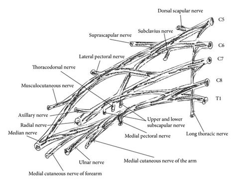 Roots Trunks Divisions Cords And Terminal Branches Of Brachial