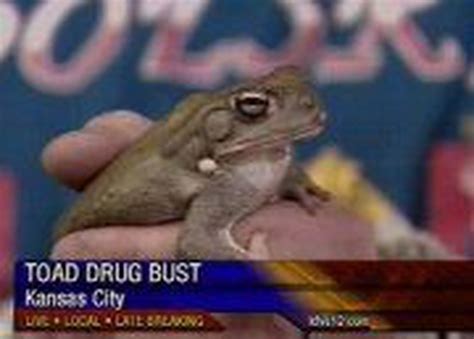 Man Arrested For Licking Toad To Get High