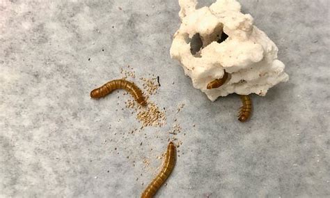 Stanford Researchers Believe Plastic Eating Mealworms Could Help Clean Up The Environment