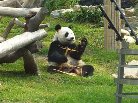 Macau Giant Panda Pavilion มาเก๊า จีน รีวิว Tripadvisor