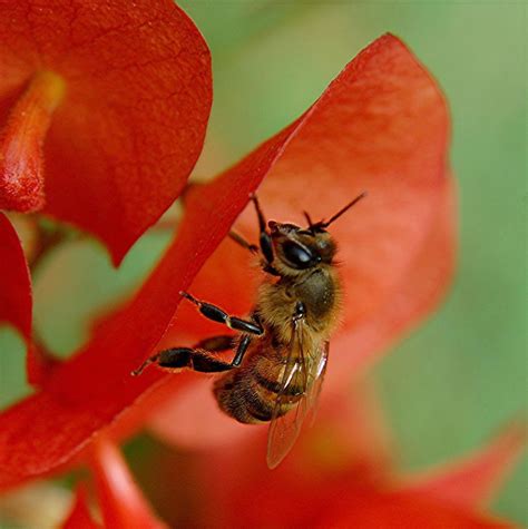 Fuzzy Honey Bee At Work On A Dewy Red Chinese Hat Flower G Flickr