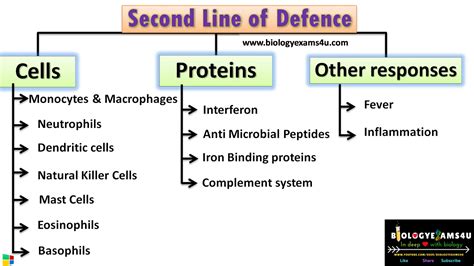 What Is Second Line Of Defense In Immunology Defensive Cells