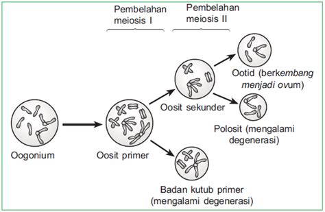 Proses Spermatogenesis Dan Oogenesis Pengertian Gametogenesis