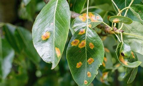 10 Ash Tree Diseases And How To Treat Them Garden Wisper