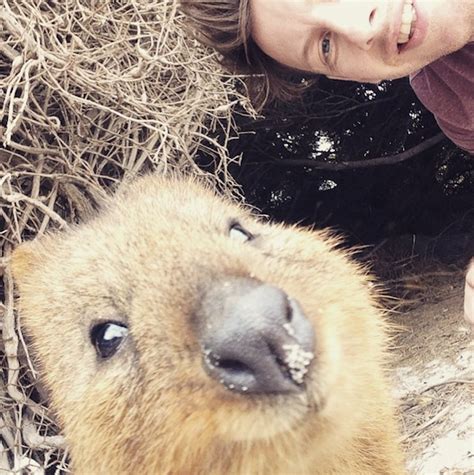 Find out more and 14 other quokka facts here! Quokka_Selfies_Meet_the_Worlds_happiest_Animal_on ...