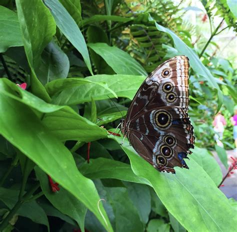 Beautiful Butterflies You Can Find In South Florida The Current