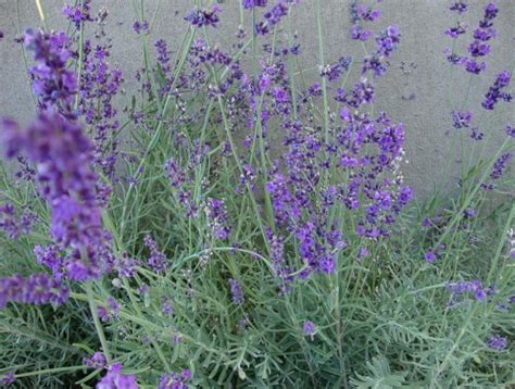 Herb Lavender Vera St Clare Heirloom Seeds Heirloom And Open