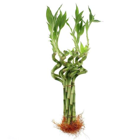 10 Lucky Bamboo Stalks Of 8 Inches Spiral Top Quality Feng Shui Best