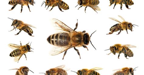Group Of Bees Bee Identification Types Of Honey Bees Types Of Bees