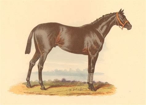1890 Antique Rare Horse Print Bendigo Hand Colored Etsy Horse Print