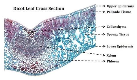 Cross Section Of Dicot Leaf Cell Biology Science Biology Marine