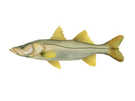 Common Snook Centropomus Undecimalis Fish Database