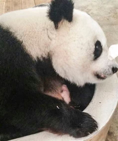 Second Panda Cub Born At Zoo Negara New Straits Times Malaysia