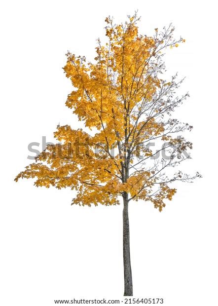 Large Fall Maple Tree Isolated On Stock Photo 2156405173 Shutterstock