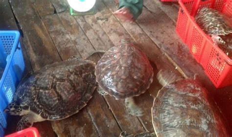 Endangered Sea Turtles Found At Seafood Wholesale Facility