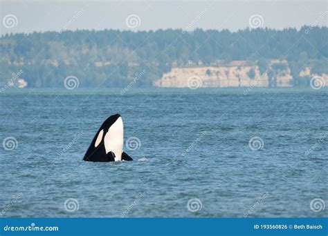 Orca Killer Whale Spyhopping Off Point Roberts Stock Photo Image Of