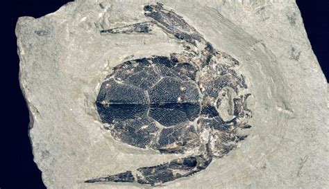 Devonian Armoured Fossil Fish Bothriolepis Canadensis From Quebec