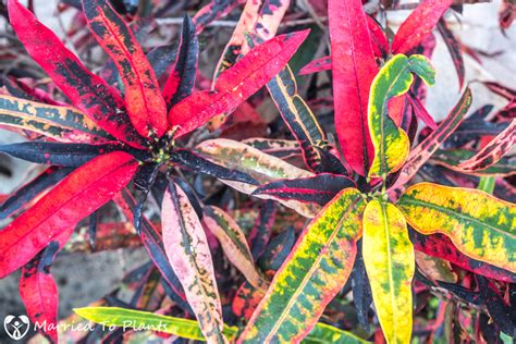 To stop the flow you can keep the cuttings in water. Propagating Croton's from stem cuttings