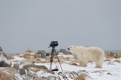 Curious Polar Bear Sean Crane Photography