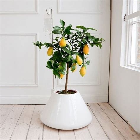 20 Masterful Tips For Growing Lemon Tree In A Pot In 2021 Potted