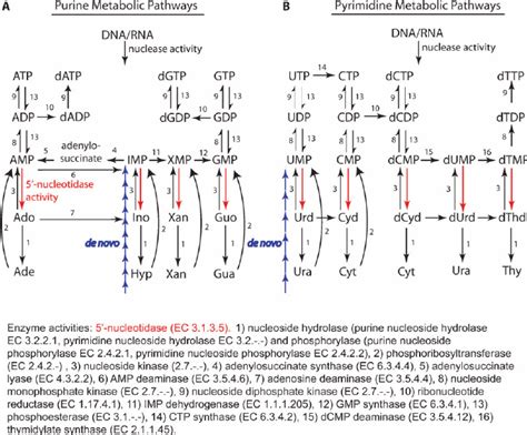 Purine And Pyrimidine Nucleotide Metabolic Pathways In Both Pathways