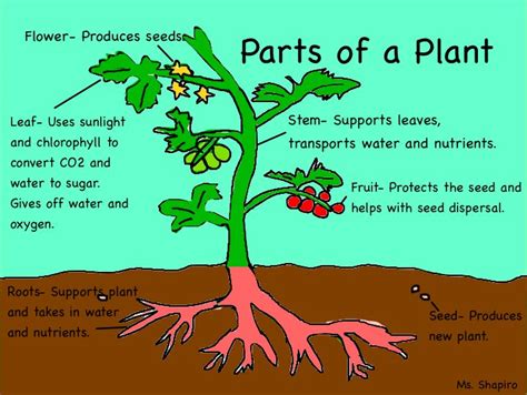 Parts Of A Plant Waihi Science