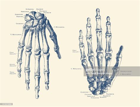 Vintage Anatomy Print Features The Hand Of A Human Skeleton With Bones ...