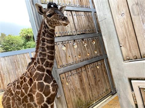 Photos You Can Now See Two Baby Giraffes At Disneys Animal Kingdom