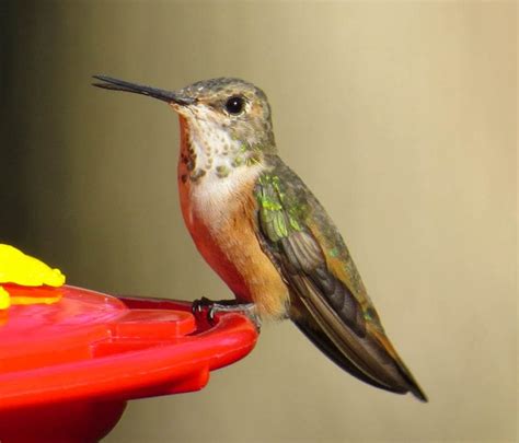 Rare Western Hummingbirds Spotted On Long Island Tbr News Media