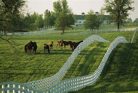 Horses And White Picket Fence Kentucky Horse Farms Horse Farms