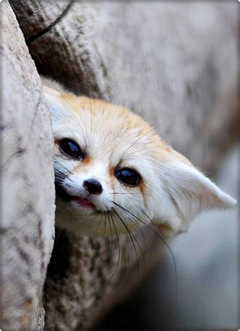 Cute Fennec Foxes