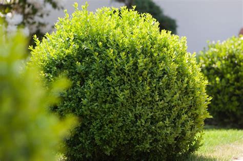Maybe you would like to learn more about one of these? Buchsbaum | Buche baum, Buchsbaum, Pflanzen
