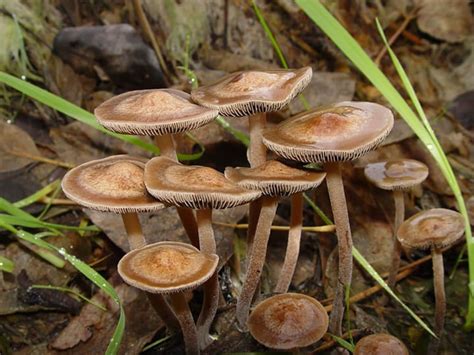 Magic Mushroom Guide