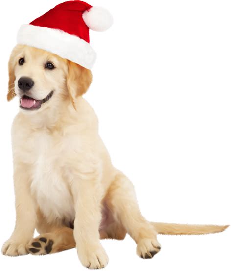 Download Cute Dog With Santa Hat Png Clipart Golden Retriever Dogs