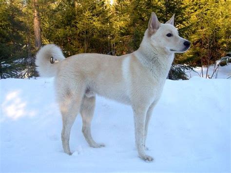 Canaan Dog The Canaan Dog Ranks With The Others In This Gallery As One