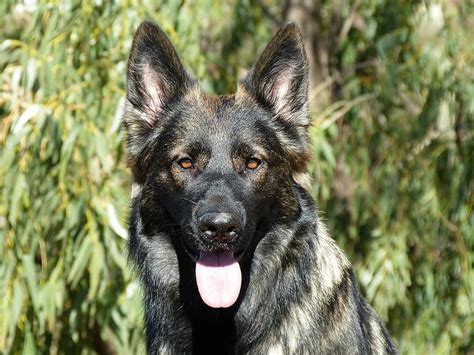 The Sable German Shepherd Top Facts And Guide Animal Corner