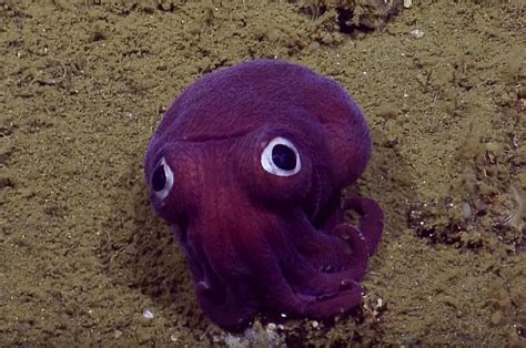 This Is By Far The Worlds Most Adorable Squid