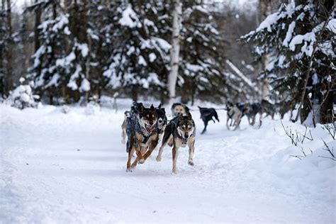 Best Mushing Stock Photos Pictures And Royalty Free Images Istock