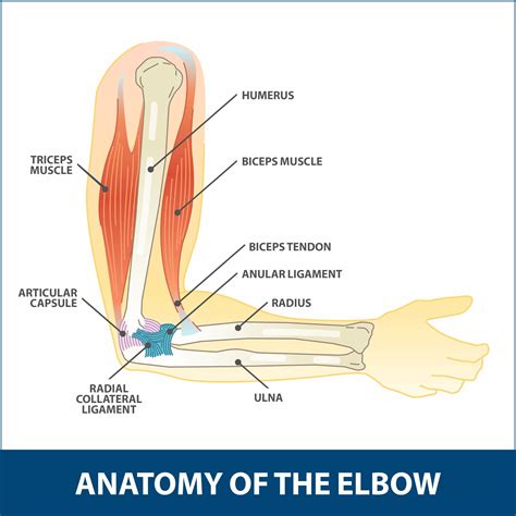 Hyperextension Injury Of The Elbow Florida Orthopaedic Institute